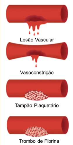 Fase de Hemostasia